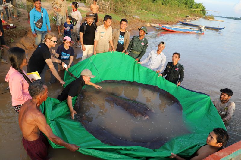 One-fifth of Mekong river fish species face extinction, report says