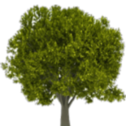 Logo Ironwood Capital Ltd.