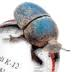 Logo Scarab Genomics LLC