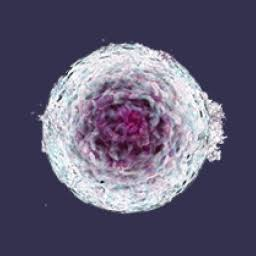 Logo Solu Therapeutics